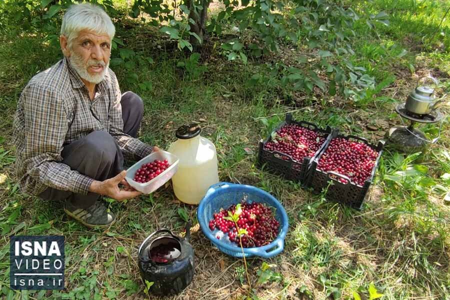 آلبالو،ملاير،شهرستان،كشت