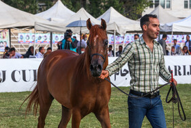 دومین جشنواره ملی زیبایی اسب اصیل عرب - اردبیل
