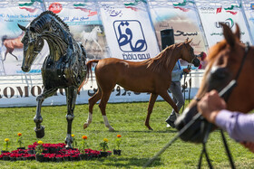 دومین جشنواره ملی زیبایی اسب اصیل عرب جام «ای جی داریج» با شرکت ۱۲۰ اسب اصیل عرب از مناطق مختلف ایران در اردبیل برگزار شد.