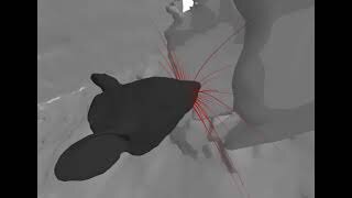نخستین شبیه‌سازی ۳بعدی از سبیل موش صحرایی