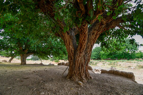 کوچه باغ‌های روستای «خیج» و «کلاته خیج»