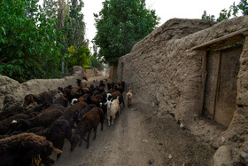 کوچه باغ‌های روستای «خیج» و «کلاته خیج»