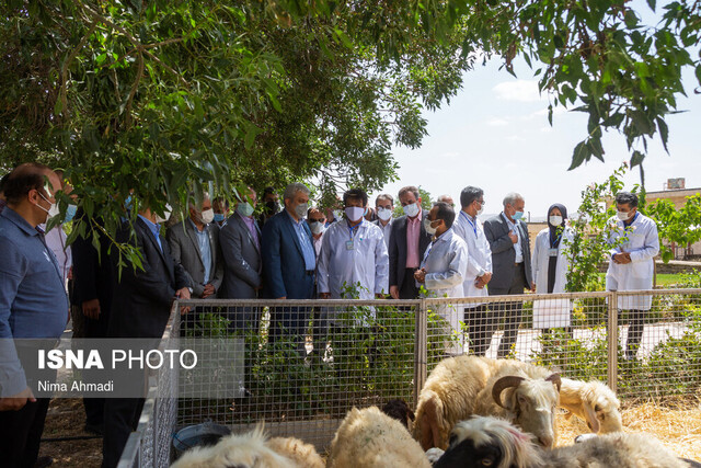 تحول در صنعت دامپروری با دانش زیست‌فناوری تولید مثل دام