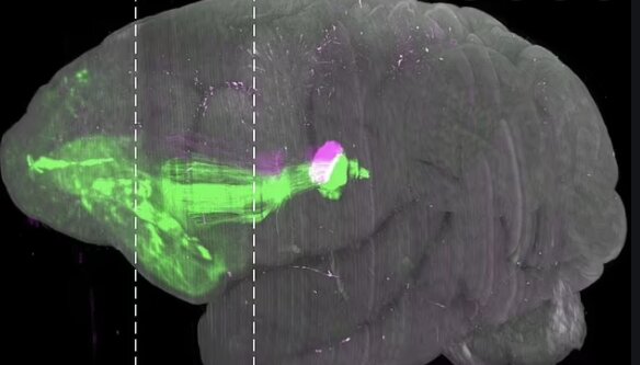 ارائه نخستین تصویر سه‌بعدی واضح از مغز میمون 2