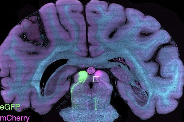 ارائه نخستین تصویر سه‌بعدی واضح از مغز میمون 3