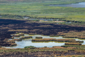 سوختن ۷۹ هکتار از نیزارهای دریاچه «زریبار»