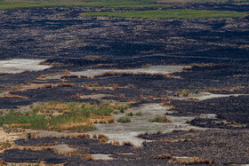 سوختن ۷۹ هکتار از نیزارهای دریاچه «زریبار»