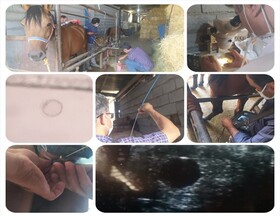 موفقیت محققان دانشگاهی در انتقال جنین اسب