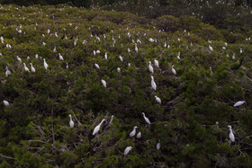 زیستگاه اگرت‌های سفید و کوچک که به صورت دسته جمعی زندگی می‌کنند در نزدیکی آب بندان لپو به روی درختستان‌هاست. این آب بندان منبع تغذیه اصلی این پرندگان بی‌شمار محسوب می‌شود.