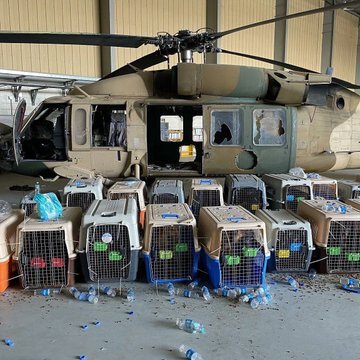 نظامیان آمریکایی حتی سگ‌های خود را از افغانستان نبردند