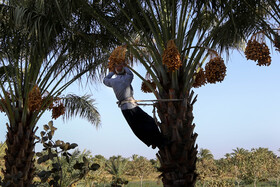 خرما یکی از مقویترین میوههاست که در بسیاری از شهرهای ایران که آبوهوایی گرمسیری دارند، به عمل میآید.سابقه نخل کاری شهرستان بافق به بیش از دو هزار سال قبل میرسد. بافق قطب تولید خرما در استان یزد به شمار میرود و توانسته در کنار استانهای کرمان، سیستان و بلوچستان، خوزستان و ... در زمینه تولید محصول قدمهایی بردارد.