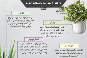 اینفوگرافیک / پنج گیاه آپارتمانی مفید برای سلامتی