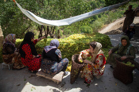 چینش و آماده سازی خوشه های انگور توسط بانوان روستای دولاب جهت بولاو گیری