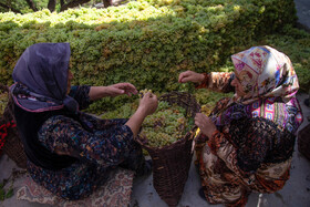 تولید کشمش به سبک «بولاو» - روستای دولاب در جنوب شهر سنندج