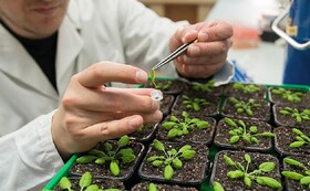 راه‌اندازی نخستین کلینیک‌های گیاه‌پزشکی در قزوین
