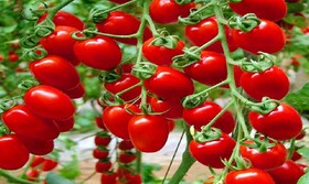 حذف عوارض صادرات گوجه فرنگی از ۱۵ بهمن