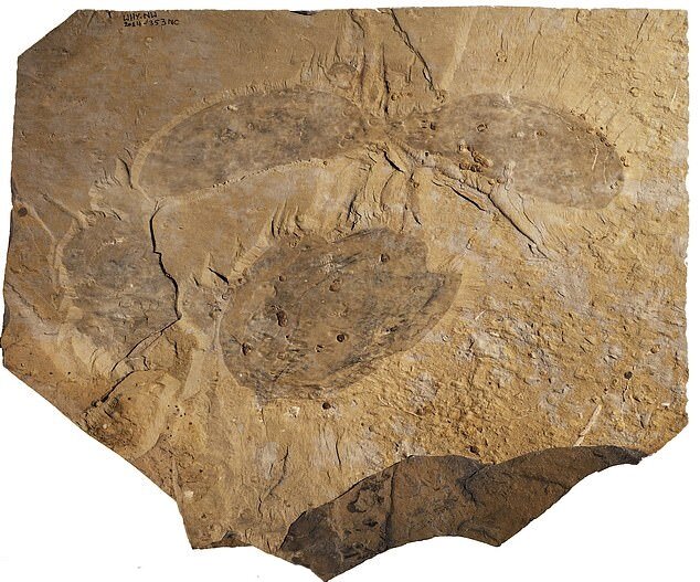 کشف گونه جدیدی از بندپایان متعلق به ۵۰۰ میلیون سال قبل!