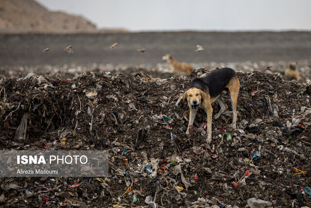 ضرورت تدوین برنامه ملی راهبردی مدیریت پسماندهای کشور ضرورت تدوین برنامه ملی راهبردی مدیریت پسماندهای کشور