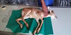 برگزاری وبینار «بازپروری حیات وحش مصدوم»