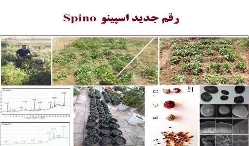 ثبت و معرفی رقم جدید اسفناج با نام اسپینو