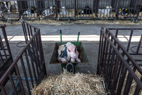 گوساله‌های تازه متولد شده برای مراقبت بیشتر با رعایت نکات بهداشتی در محیط مخصوصی قرنطینه می‌شوند.