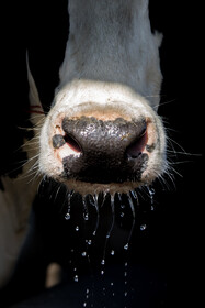 گاوهای شیری مصرف آب زیادی دارند که در کاهش دمای بدن و تغذیه و شیردهی آن‌ها موثر می‌باشد.