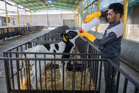 تغذیه گوساله‌های تازه متولد شده با آغوز به رشد آن‌ها کمک می‌کند.آغوز اولین شیری است که گاو تولید می‌کند و بسیار غنی‌تر از شیر طبیعی می‌باشد.