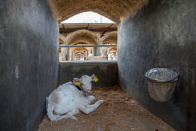 گوساله‌ها تا قبل از دوماهگی در اتاق مخصوصی در قسمت پرورشگاه قرنطینه می‌شوند.