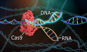 CRISPR-Cas۹؛ سیستم ایمنی باکتری و کاربرد آن برای ویرایش ژنومی