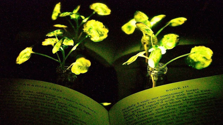 "روشنایی گیاهی" یک گام به واقعیت نزدیک شد