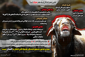 اینفوگرافیک / «طاعون نشخوارکنندگان کوچک» چقدر خطرناک است؟