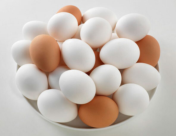 تخم مرغ و شیر؛ پروتئین‌هایی حتی برای گیاهخواران
