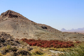 برداشت «زرشک» در روستاهای خراسان جنوبی 6