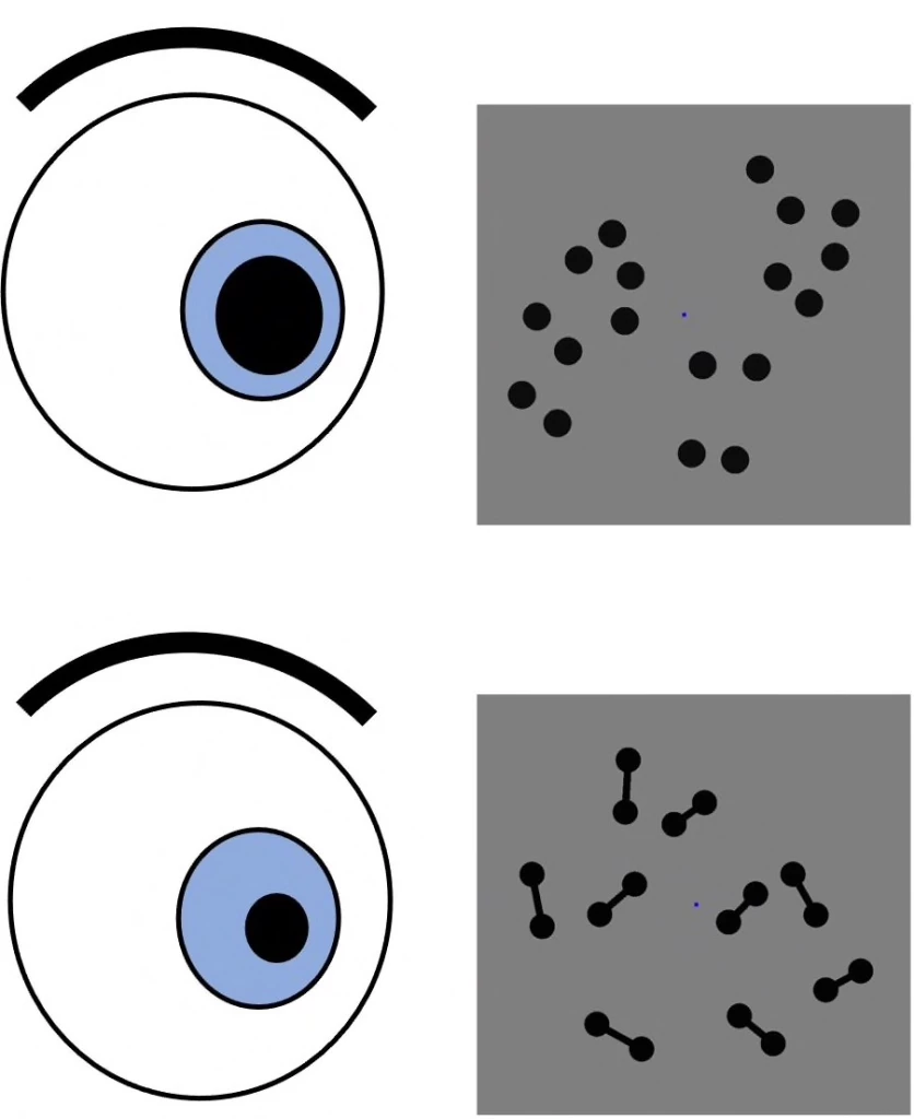 تعداد اشیایی که به آنها نگاه می‌کنیم، اندازه مردمک چشم را تغییر می‌دهند!