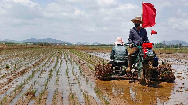 گزارش سئول از قحطی در کره شمالی/ اون خواستار مراقبت از “هر دانه برنج” شد