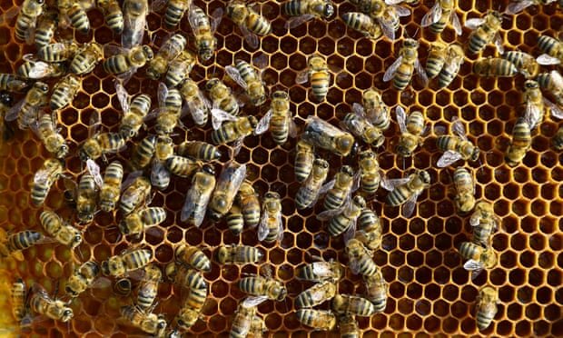 زنبورها هم "فاصله‌گذاری اجتماعی" را رعایت می‌کنند!