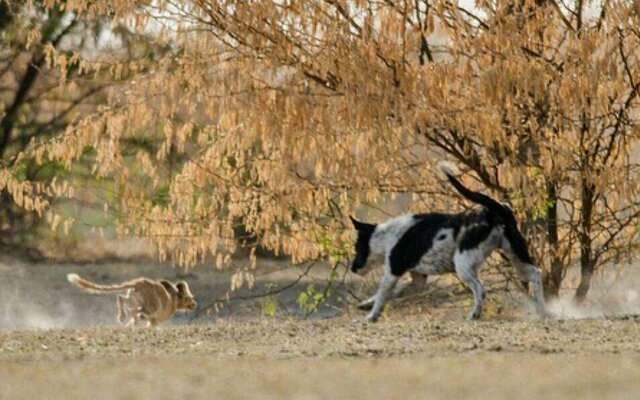 آیا حیوانات ولگرد تهدیدی جدی برای حیات وحش ایران هستند؟