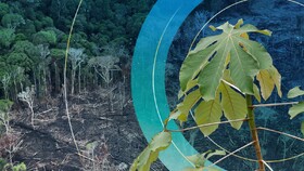 تعهد بیش از ۱۰۰ کشور جهان برای توقف جنگل زدایی تا سال ۲۰۳۰