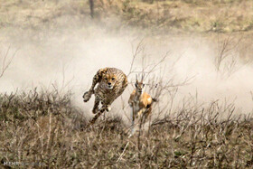 کارگاه «شناخت و اصول مبارزه با تجارت غیرقانونی حیات وحش» برگزار می‌شود