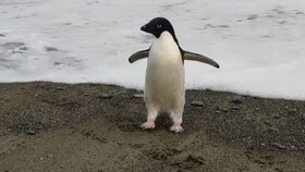 پنگوئن کمیاب قطب جنوب از سواحل نیوزیلند سر درآورد
