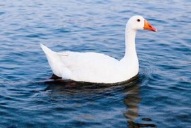 همه چیز در رابطه با پرورش و جوجه‌کشی غاز