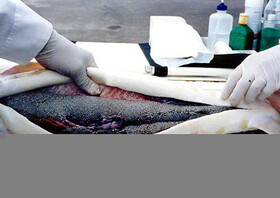 کارگاه «تکثیر و پرورش ماهیان خاویاری» برگزار می‌شود