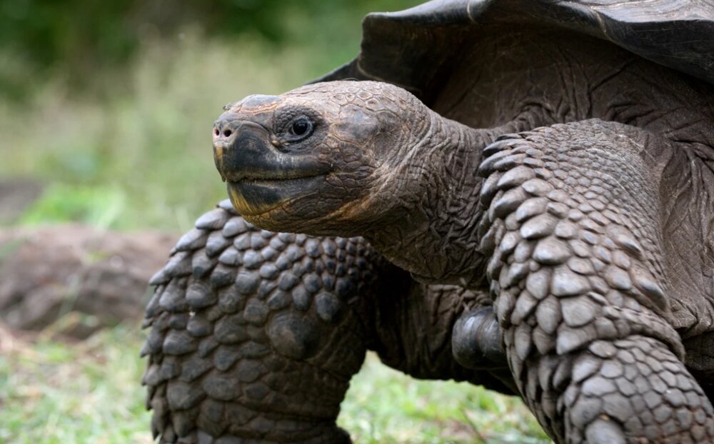 کشف راز عمر طولانی لاک‌پشت “گالاپاگوس”