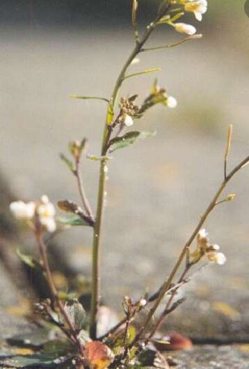 پرورش گیاهان تنها از یک والد امکانپذیر میشود!