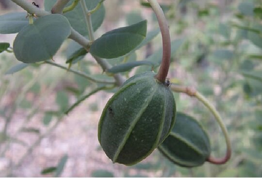 موفقیت محققان در احیای زیستگاههای در حال انقراض"کاپاریس"/مقابله با ریزگرد با گیاه صادراتی موفقیت محققان در احیای زیستگاههای در حال انقراض"کاپاریس"/مقابله با ریزگرد با گیاه صادراتی