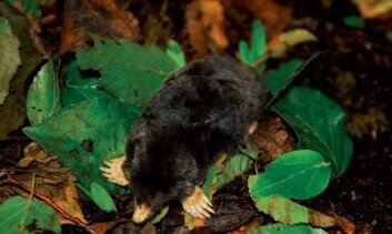 حشره خوار حفار شامی ۱۲ نکته درباره حشرهخواران