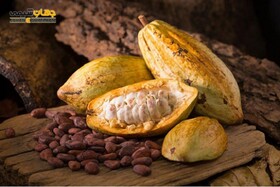 پودر کاکائو چه مقدار کافئین دارد؟