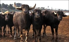 برگزاری همایش «گاومیش، گاو هزاره سوم»
