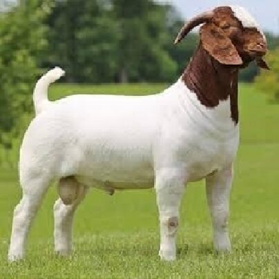 از تکثیر بُز با فناوری ایرانی تا صادرات دستگاه الیاف به اوگاندا/احداث بزرگترین توتستان جهان