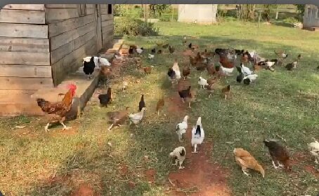 از تکثیر بُز با فناوری ایرانی تا صادرات دستگاه الیاف به اوگاندا/احداث بزرگترین توتستان جهان